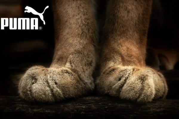 Werbung für die Marke puma mit den Pfoten des Tieres