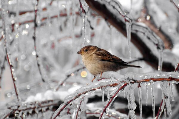 Spatz auf vereisten Ästen eines Baumes mit Eiszapfen