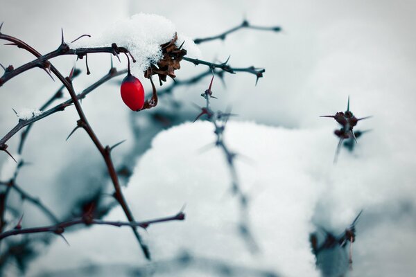 Rote Hagebuttenbeere am Winterbusch