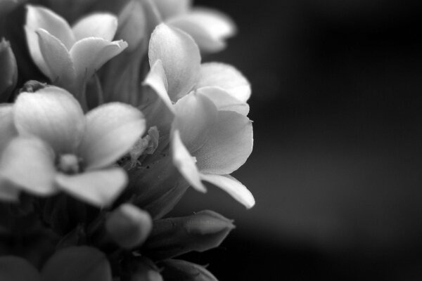 Fiori in bianco e nero nella fotografia macro sullo sfondo del telefono