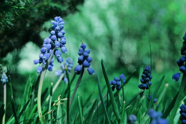 Flores muscari azules sobre un fondo verde borroso