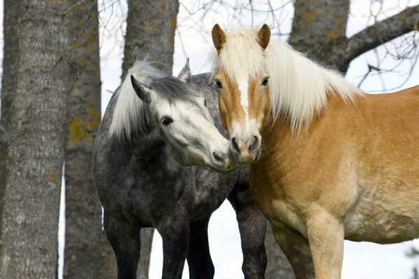 Autumn tenderness of a pair of horses