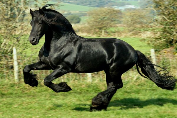 Gorgeous handsome black horse