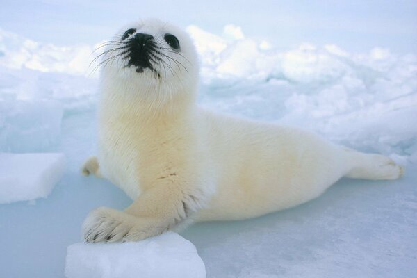 A small white whiskered seal put its paw on a piece of ice