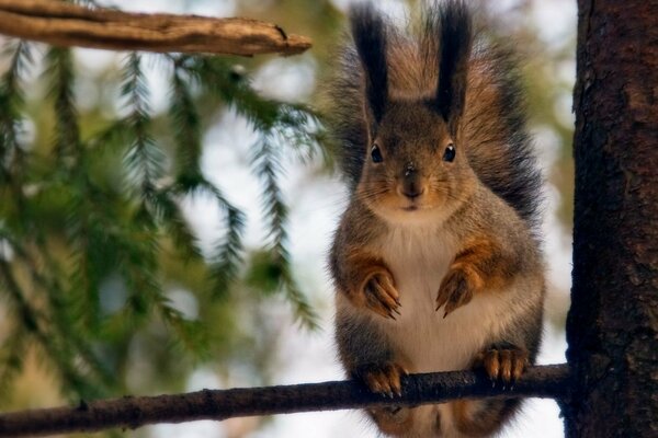 A fluffy squirrel holds onto a tree branch with its paws and curiously watches what is happening around