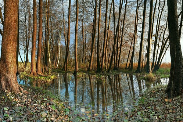 A lake among tall slender trees