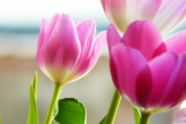 Tulipes roses sur fond flou de bord de mer