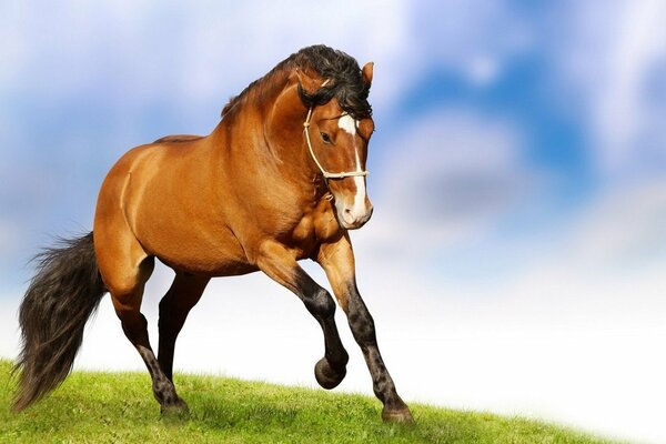 Un caballo marrón galopando por un campo sobre un fondo azul