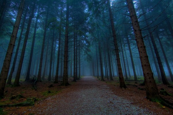 Endlose Waldstraße im nebligen Wald