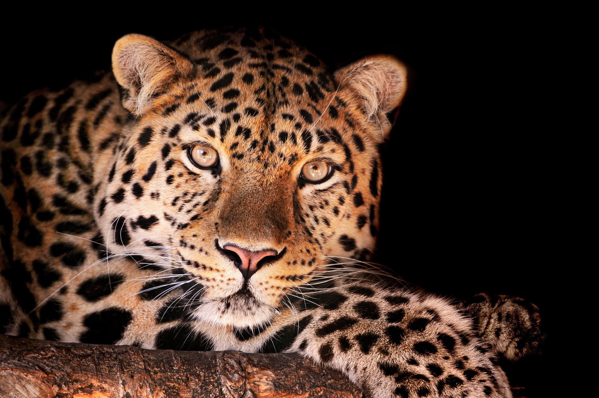 леопард magnificent leopard смотрит животные хищники взгляд кошачьи глаза