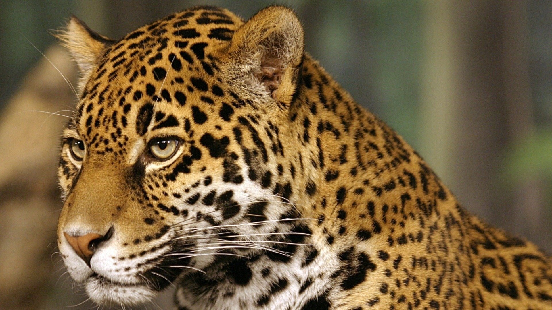 jaguar taches jaguar chat animaux prédateurs vue félin yeux