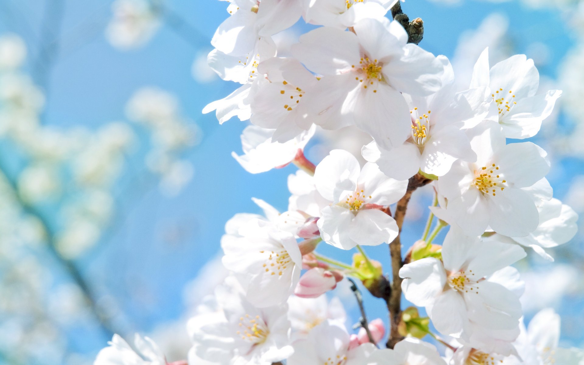 photos de printemps pommier fleurs pétales chaleur gros plan soleil printemps