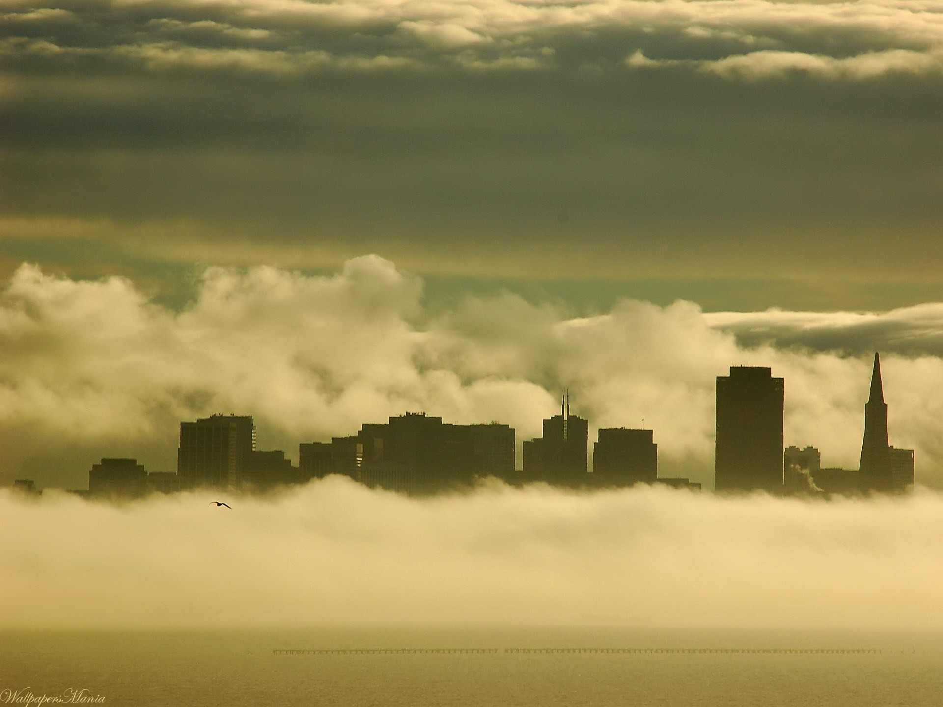 fog buildings seagull