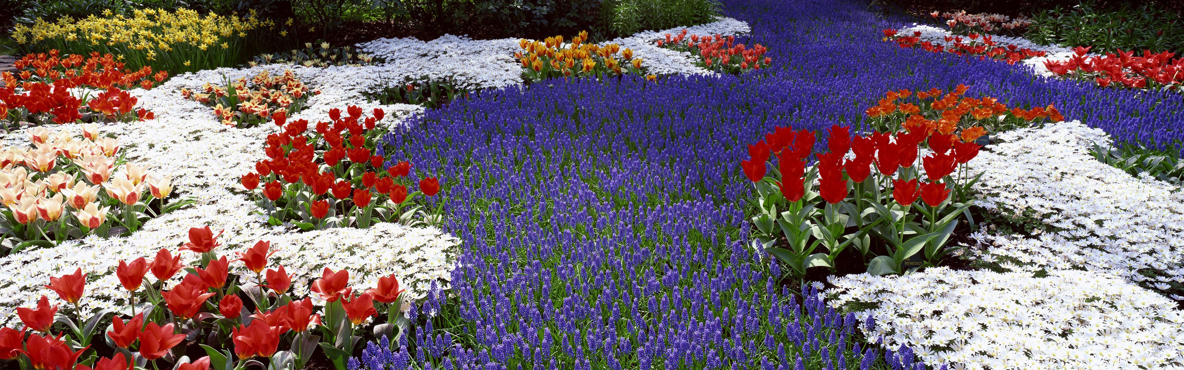 tulipes fleurs printemps double écran jonquilles champ parterres de fleurs