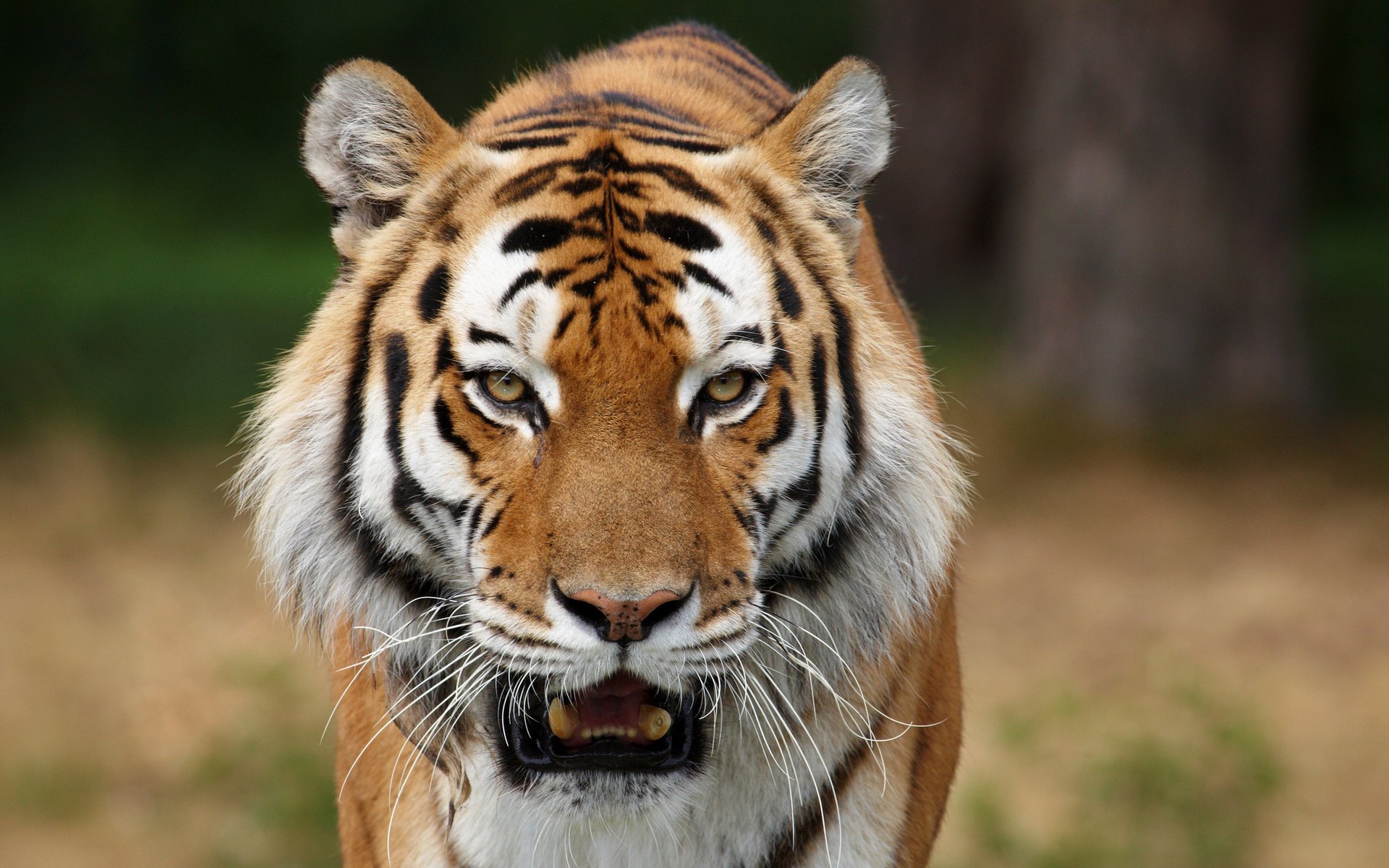 imágenes de animales fotos de animales gatos salvajes fondos de escritorio tigres siberianos depredadores animales vista gato ojos