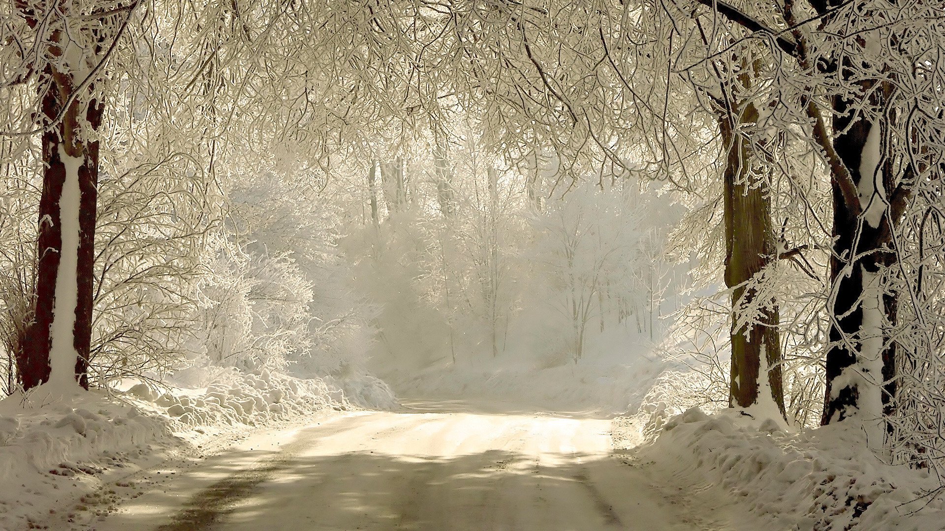 inverno natura strada neve rami luce alberi foresta ombra raggi di sole gelo freddo