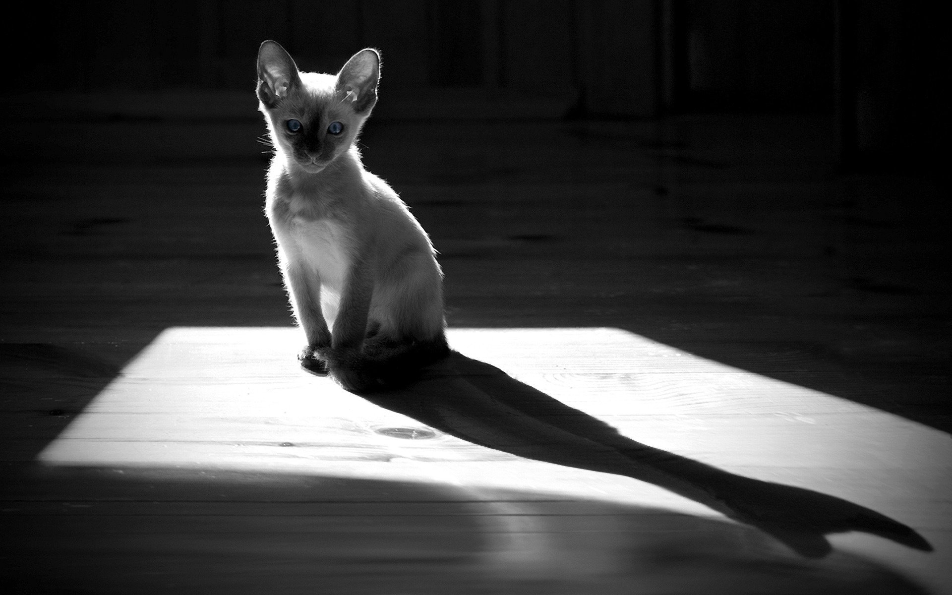 chat silhouette ombre chat monochrome sol chaton chatons animaux félin parquet gris lumière noir et blanc noir et blanc yeux regard oreilles