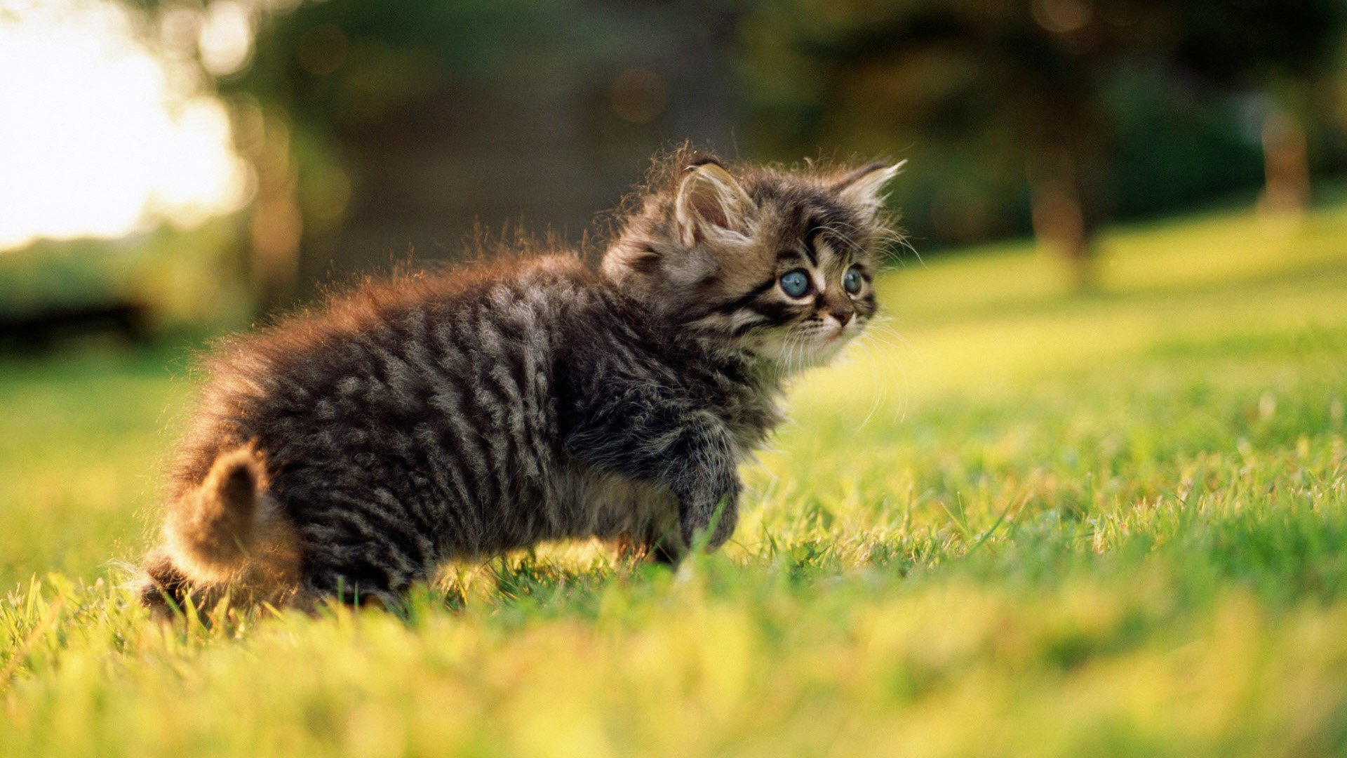 gattino collo occhi passeggiata verde vista grigio erba animali gattini felini calore