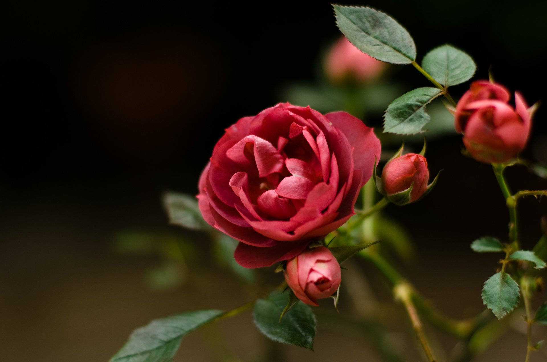 fleur rose sauvage rouge gros plan rose musquée