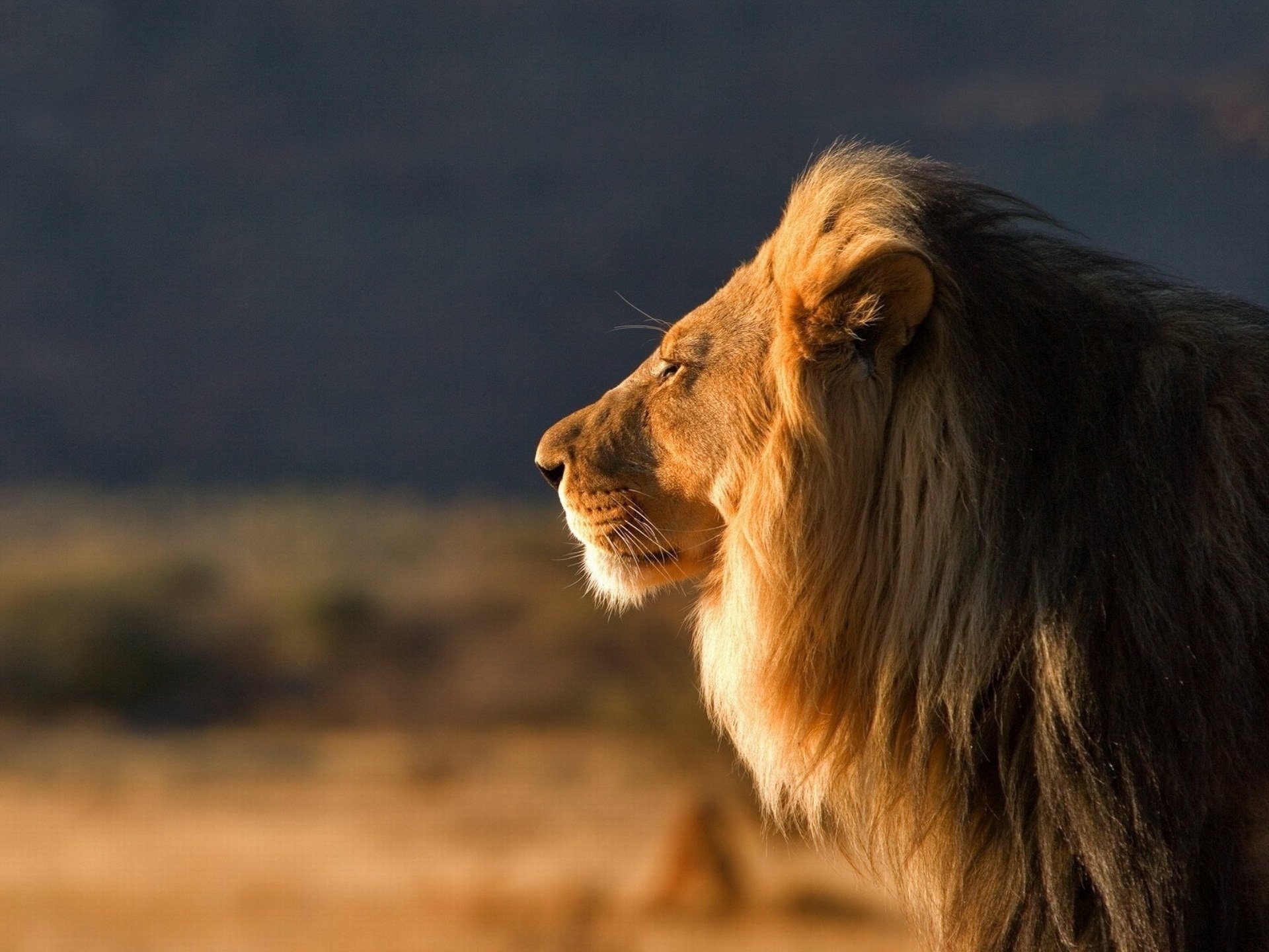 raubtier groß männlich könig der tiere löwe katze wild safari mähne blick tiere katze