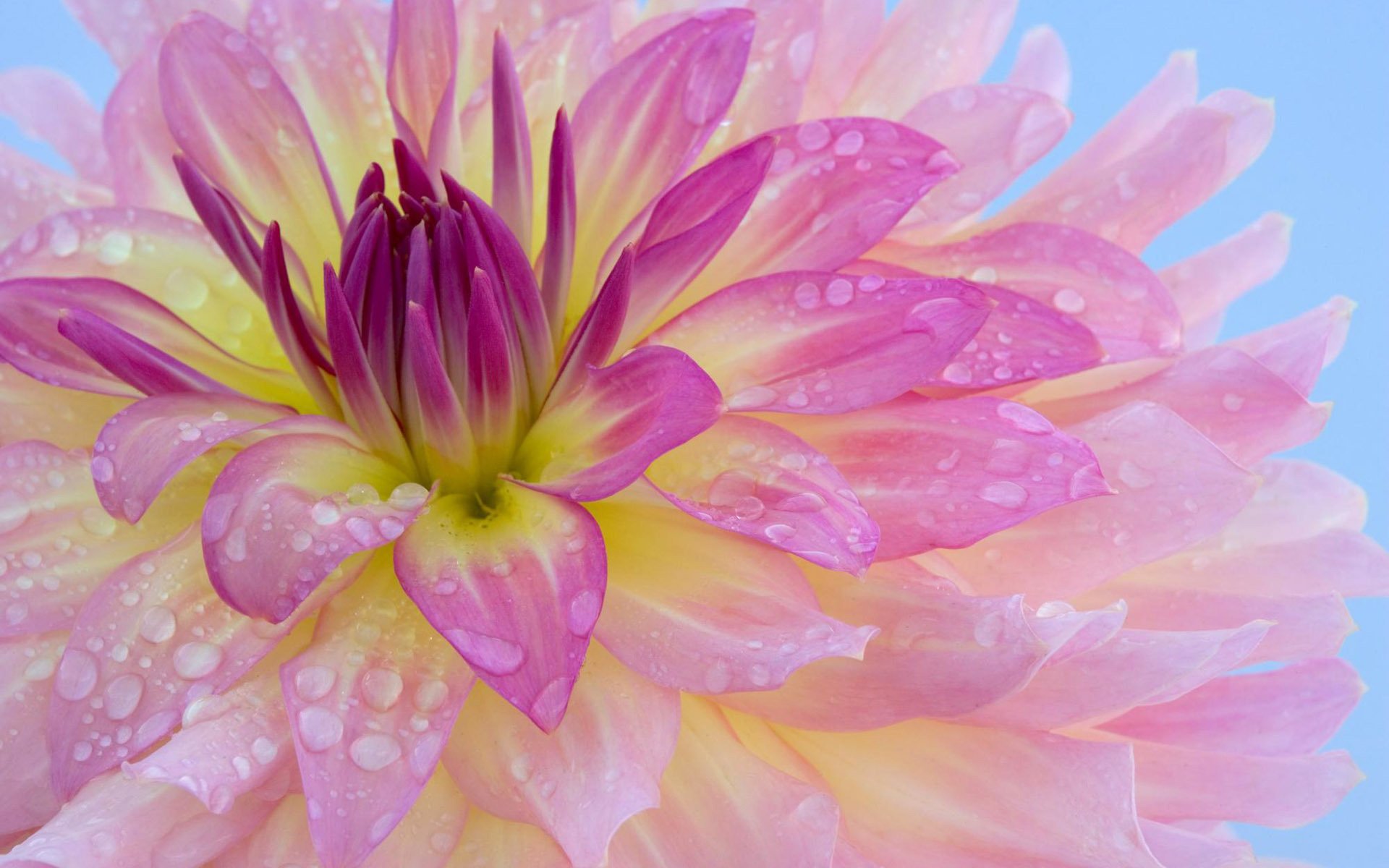 flor rocío fragancia suavemente flor rosa