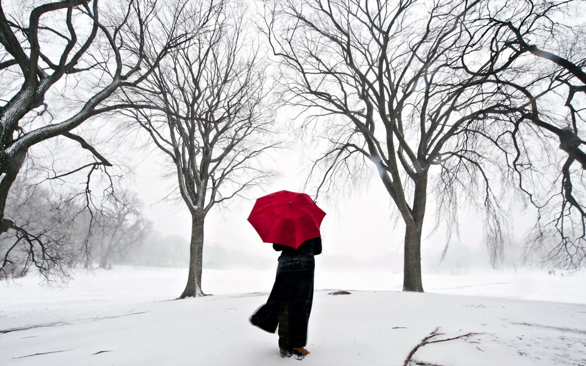 sakura japan schnee mädchen regenschirm bäume straße horizont wetter