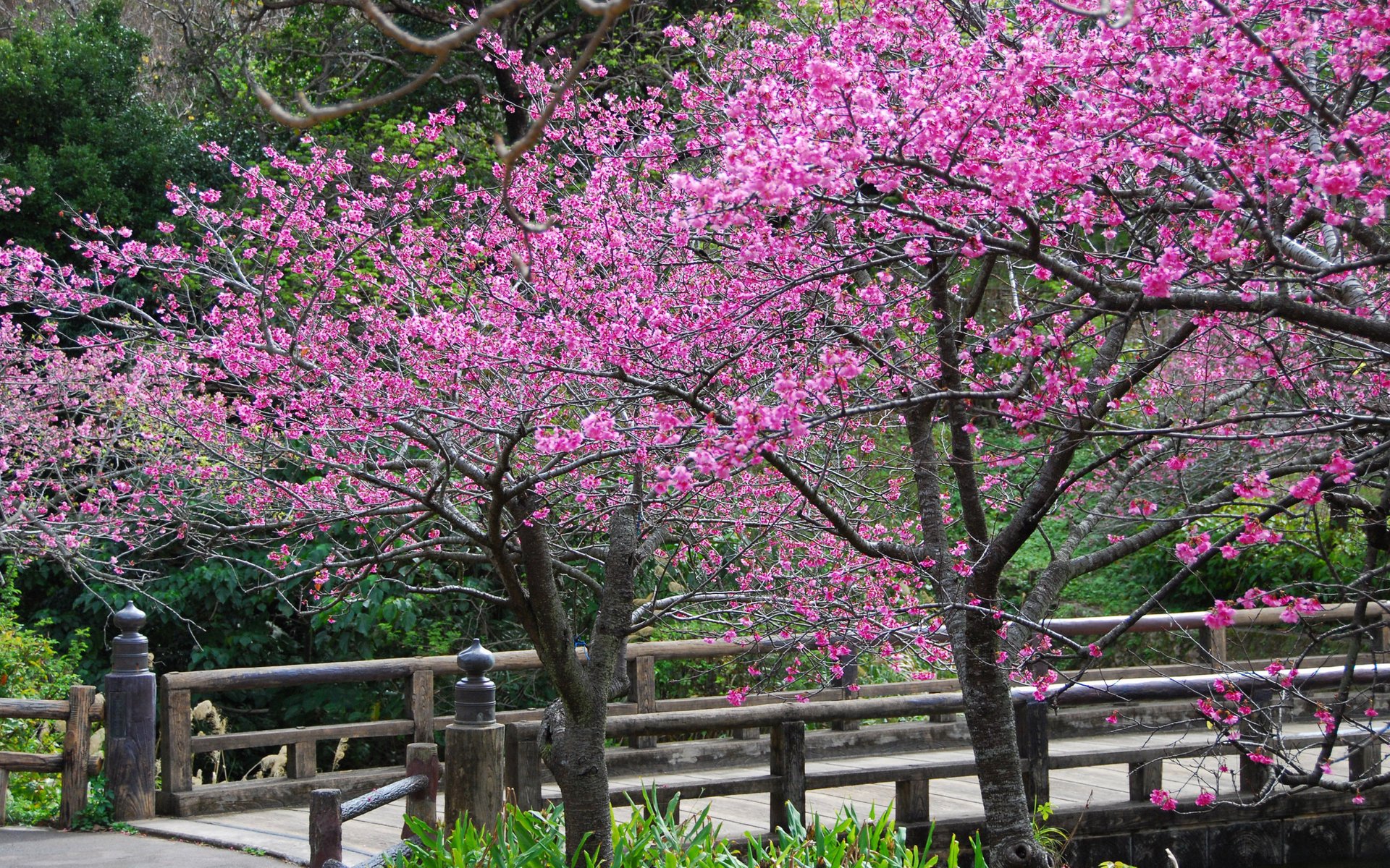 arbres fleurs printemps sakura pétales clôture pont rue montagnes