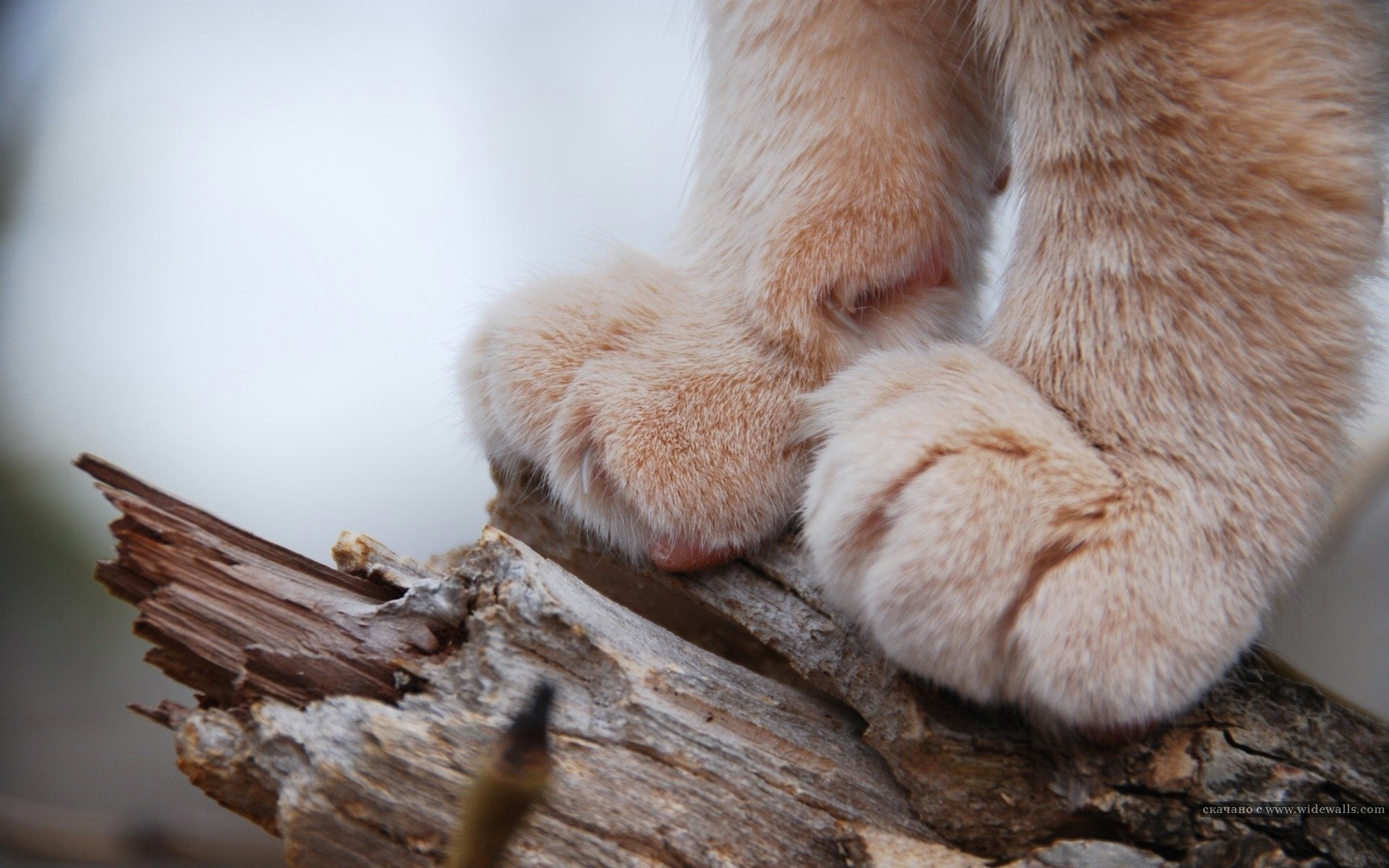 pfoten flaum baum tiere katze makro