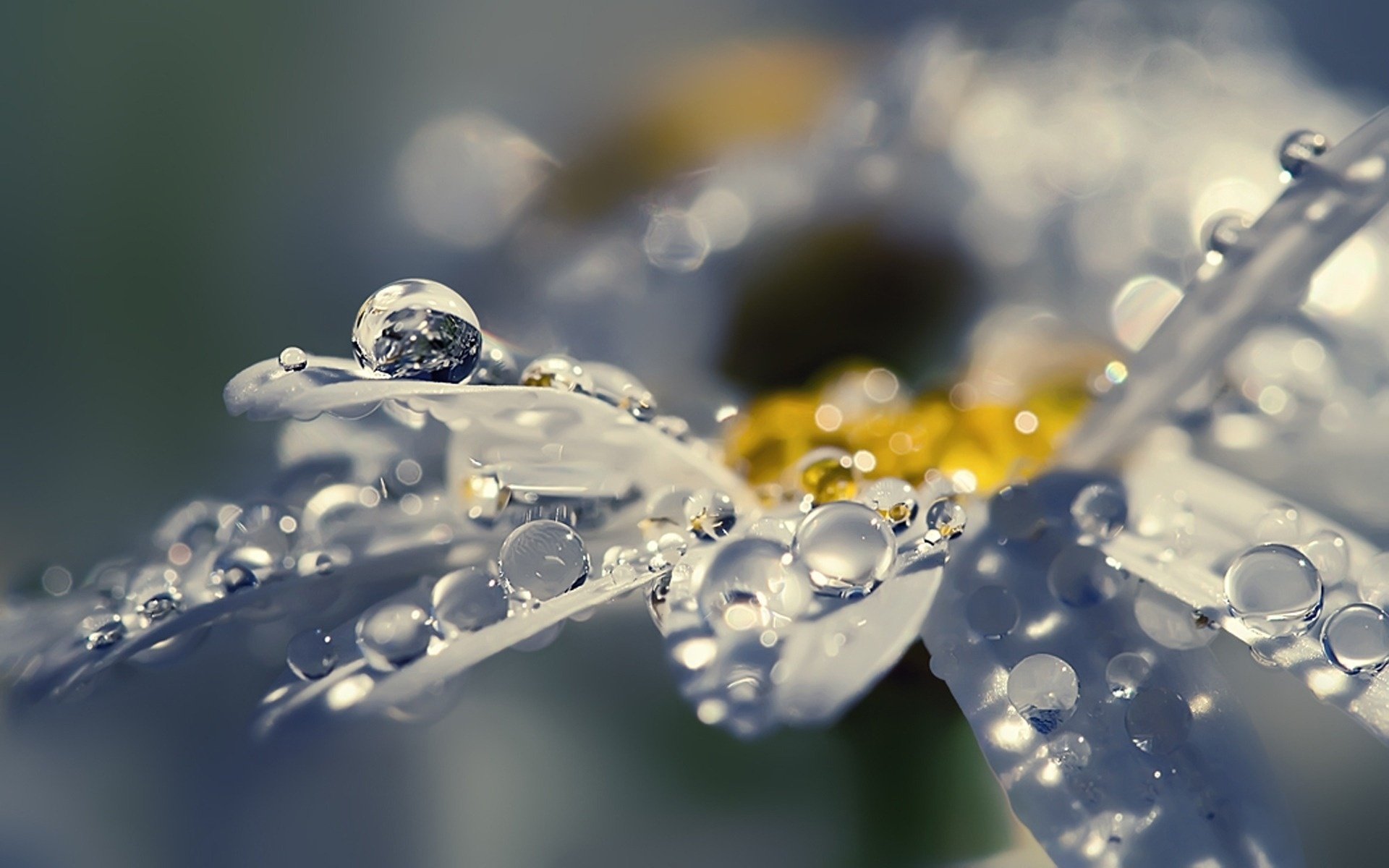 blütenblätter blume ausstrahlung kamille tau glanz tropfen