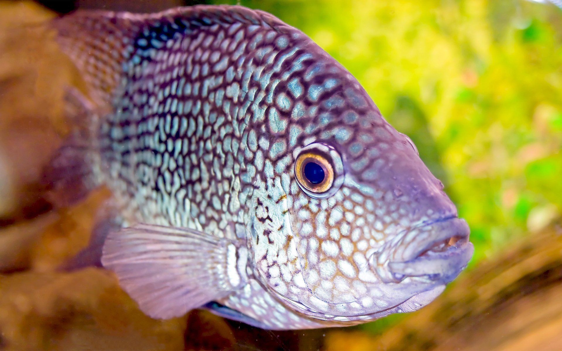 acquario macchie viola pesce carta da parati occhi vetro pinne foto uccelli acquatici vista mondo sottomarino