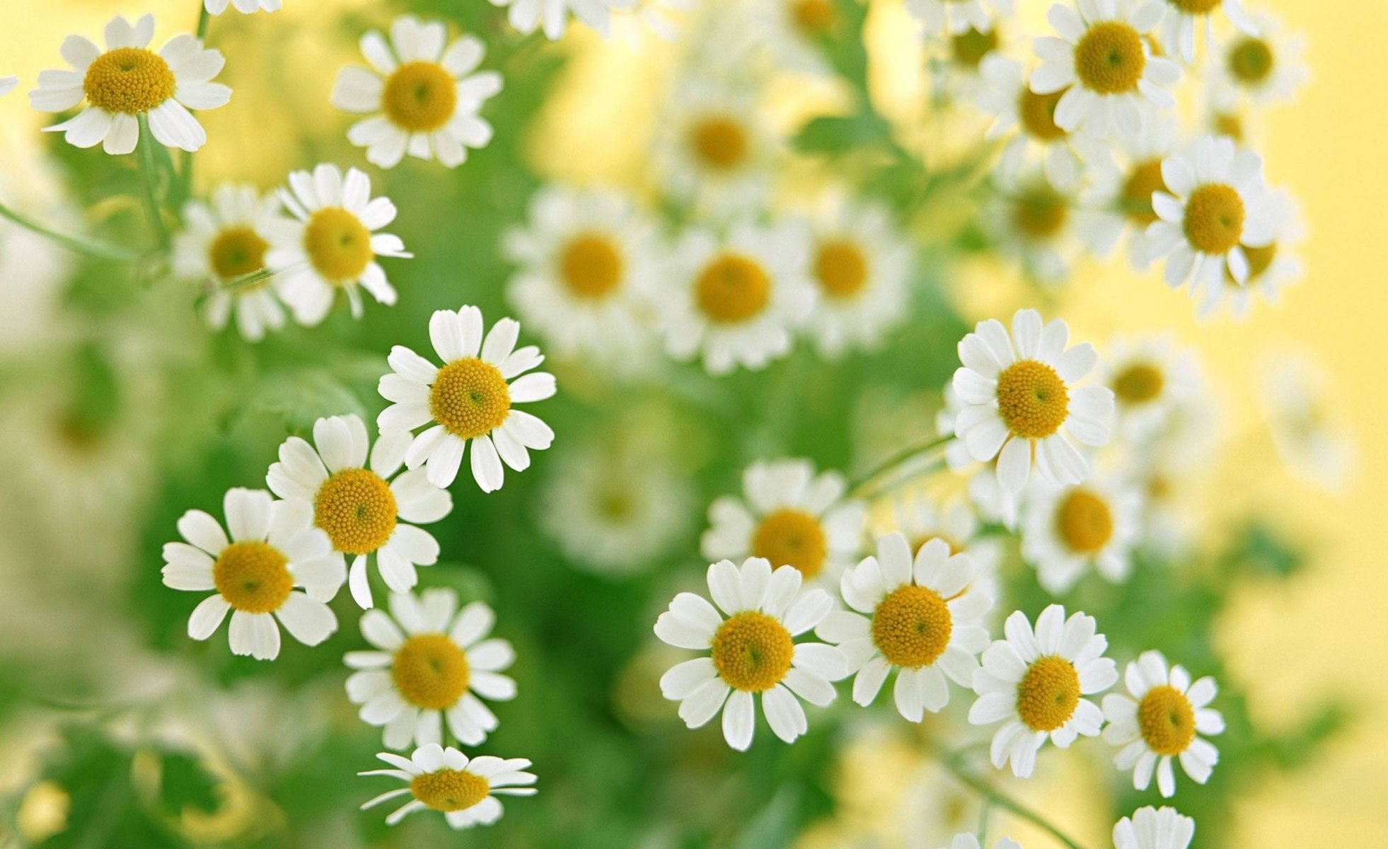 marguerites fleurs gros plan plantes bouquet verdure blanc été