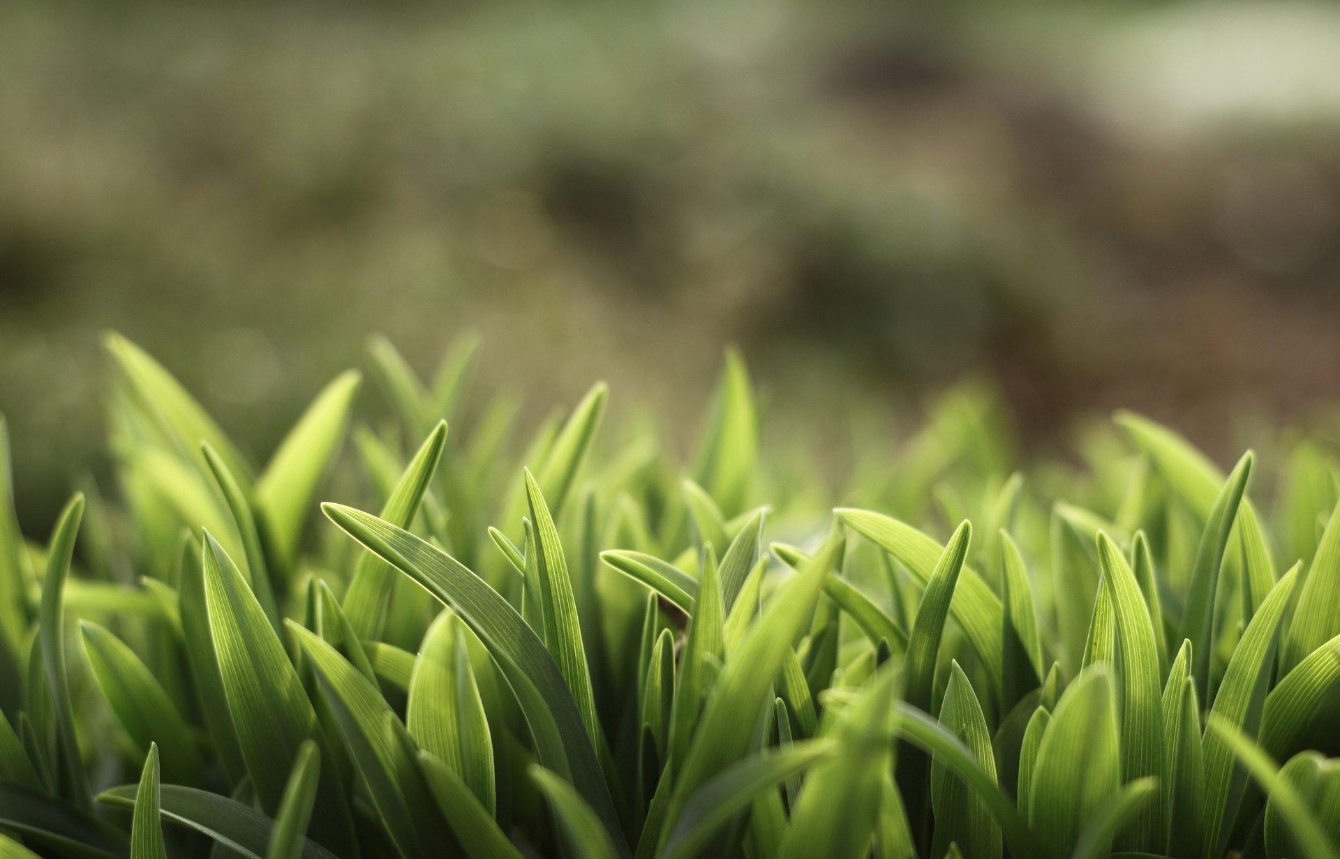 unshine grass zieleń trawa rośliny lato tapety natura