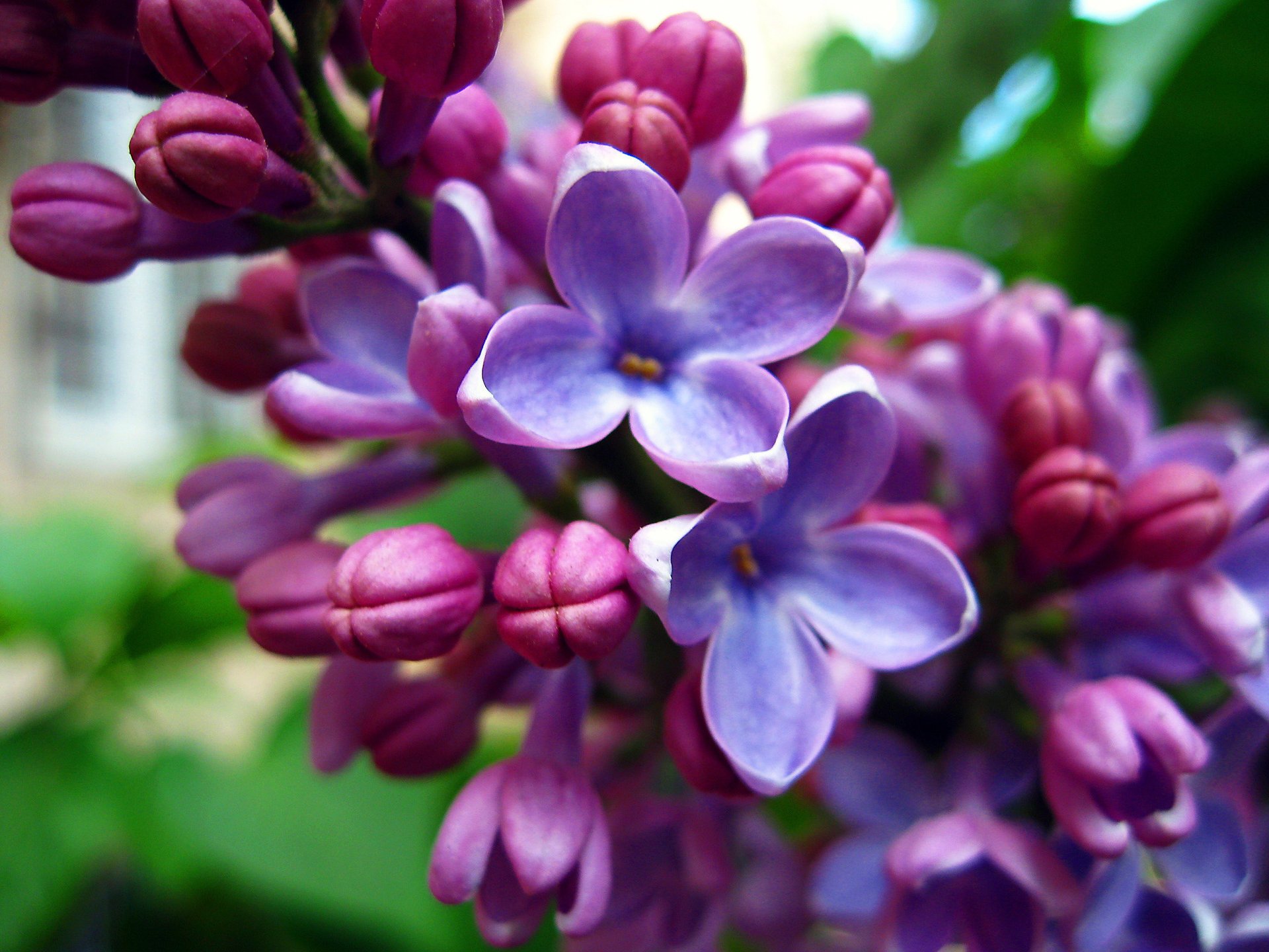 lilac greens bright flowering serene spring