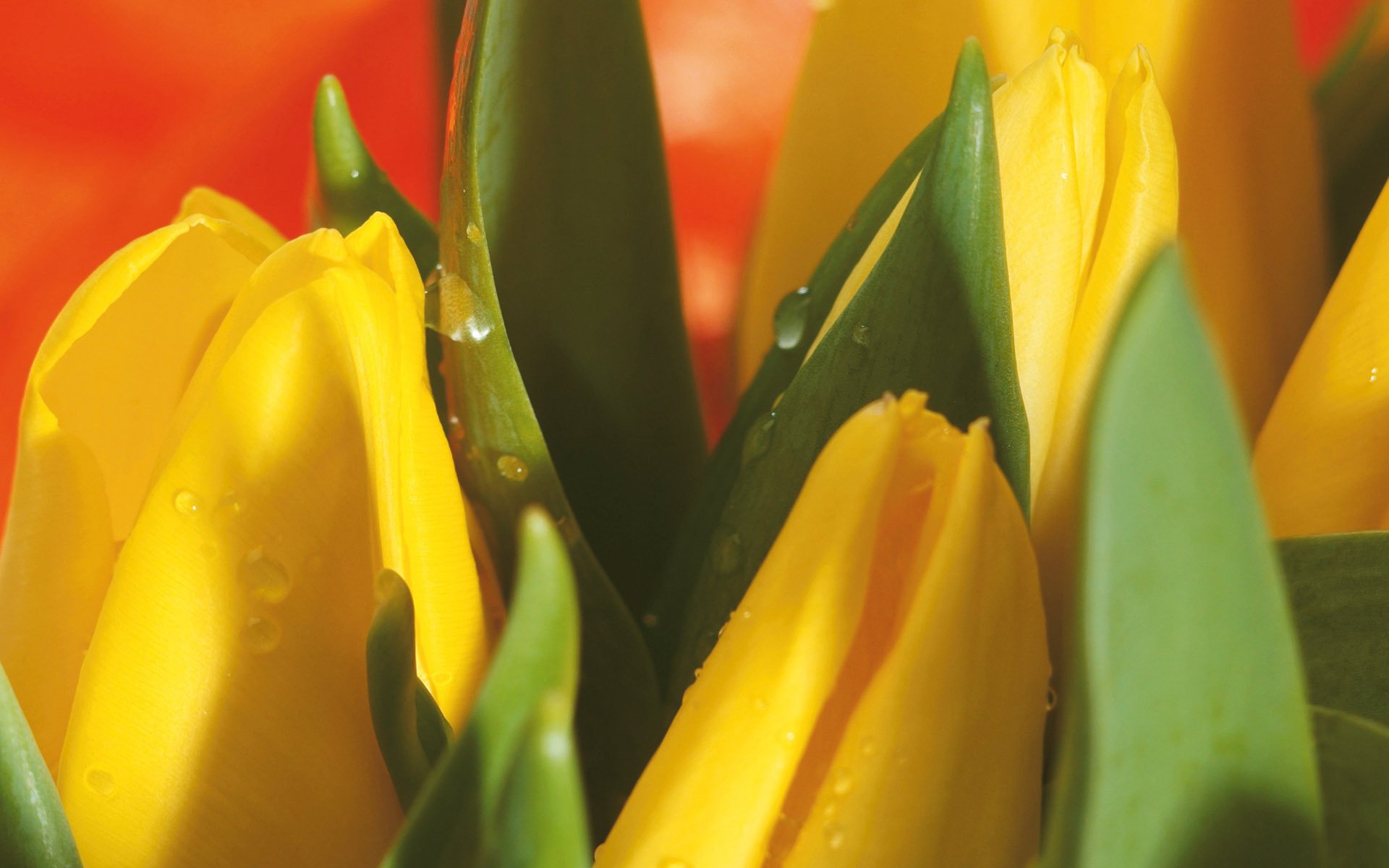 tulipani fiori primavera giallo gocce bouquet macro