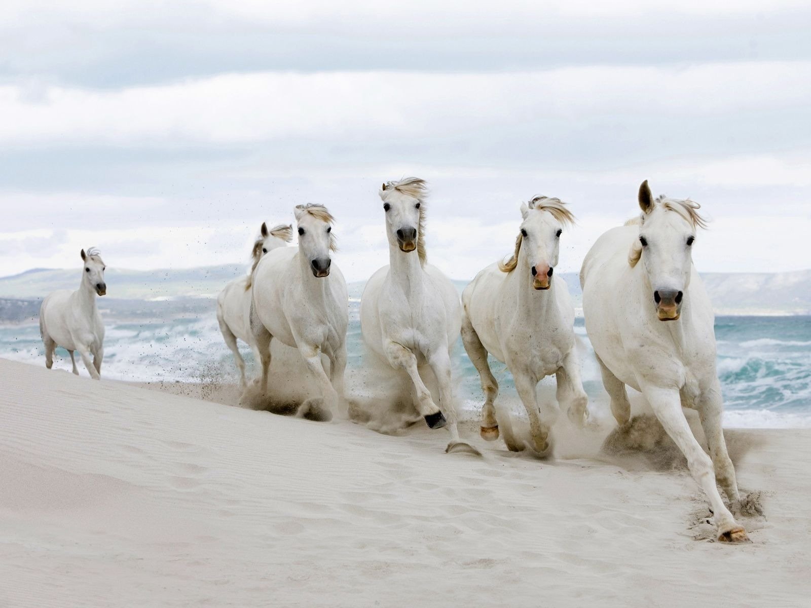 caballos arena manada ungulados costa olas agua mar velocidad huellas caballos blancos gris claro