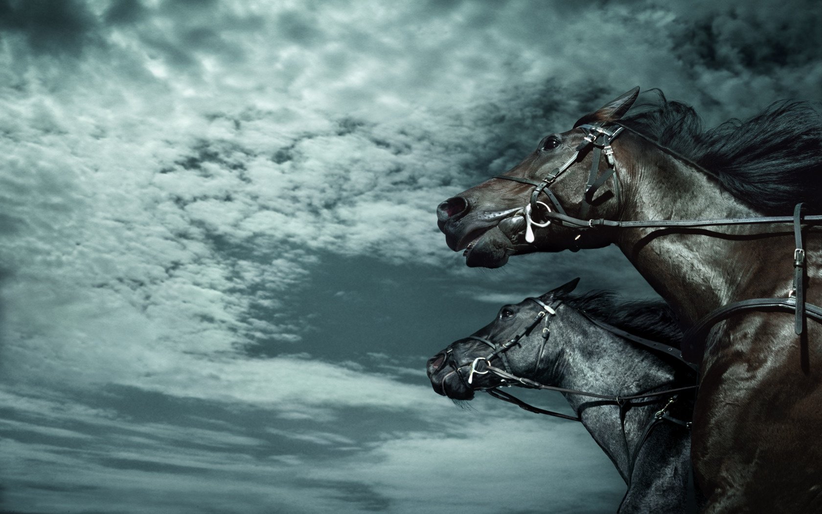 chevaux chevaux mig chevaux noirs courses de chevaux ongulés vitesse fond ciel nuages