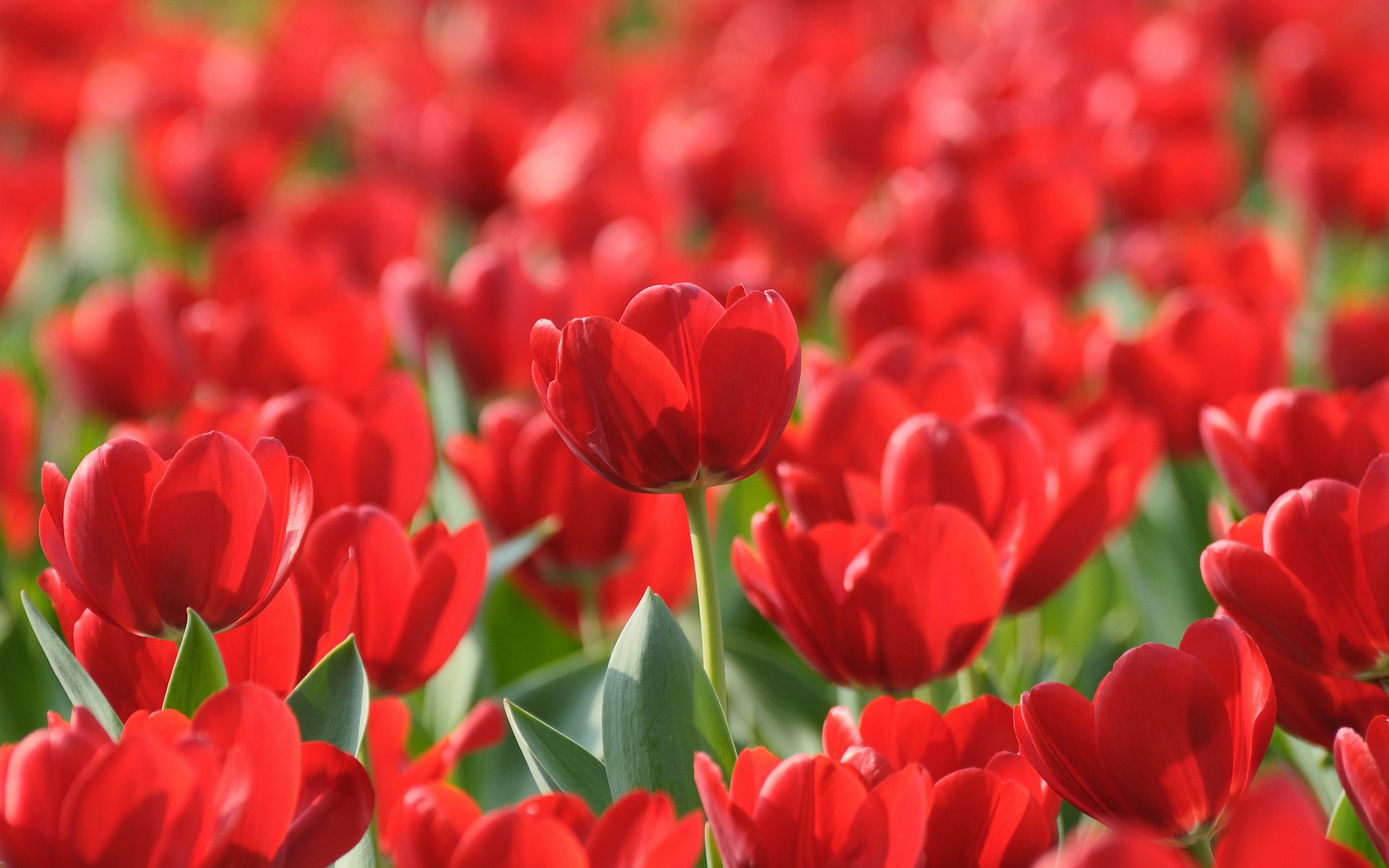 tulipani fiori orti parchi primavera sfondi primavera foto giardino boschi campo