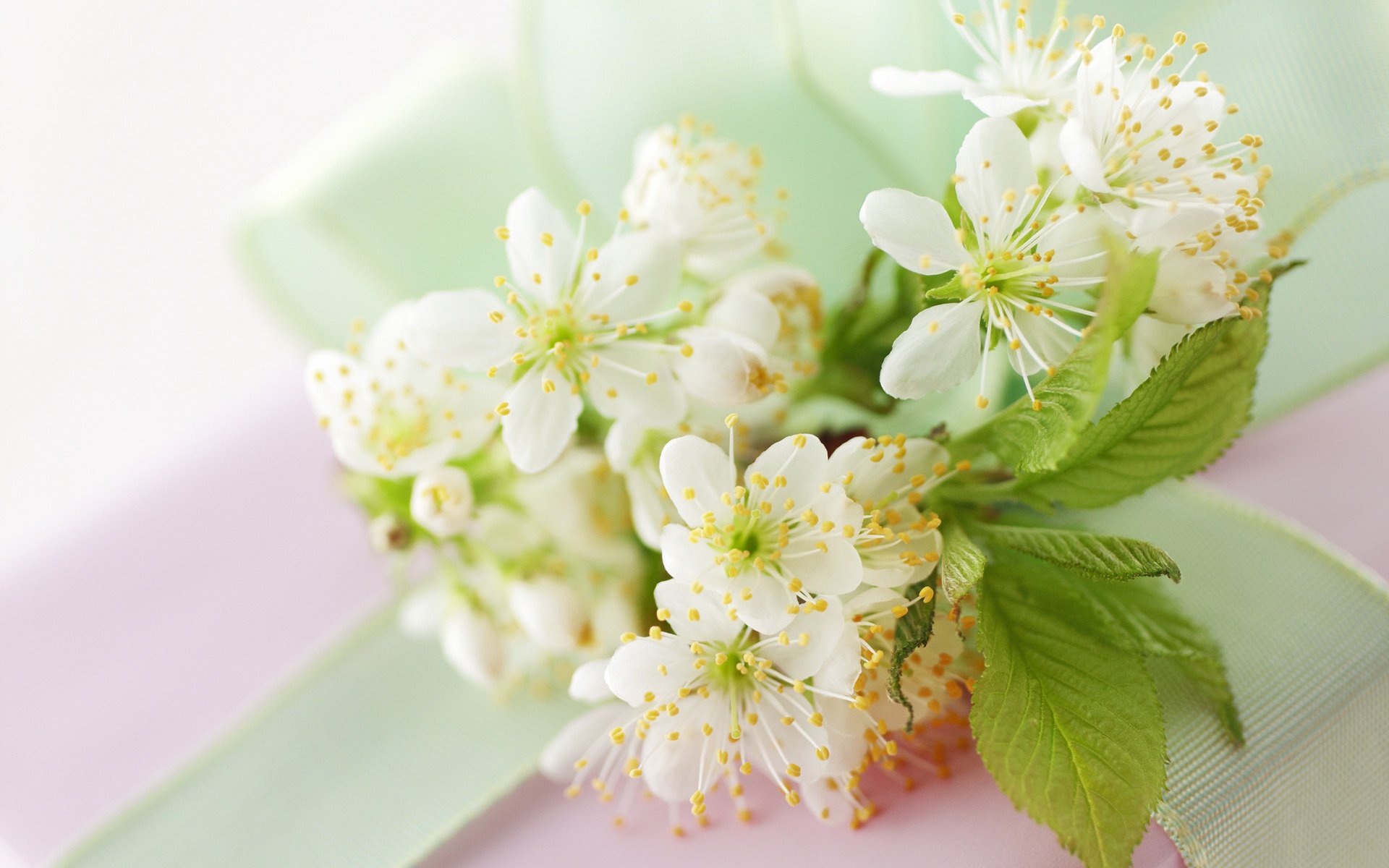 flowers cherry white spring flowering branch leave