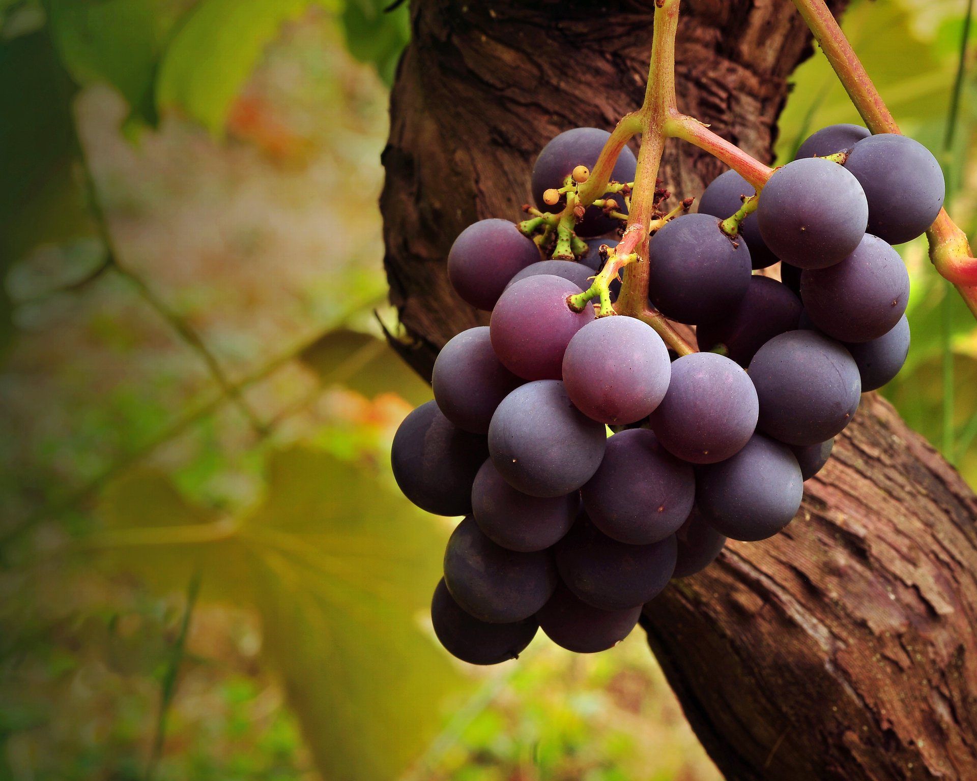 arbre grappe brosse vigne gros plan grapes raisin fruit fruit liane