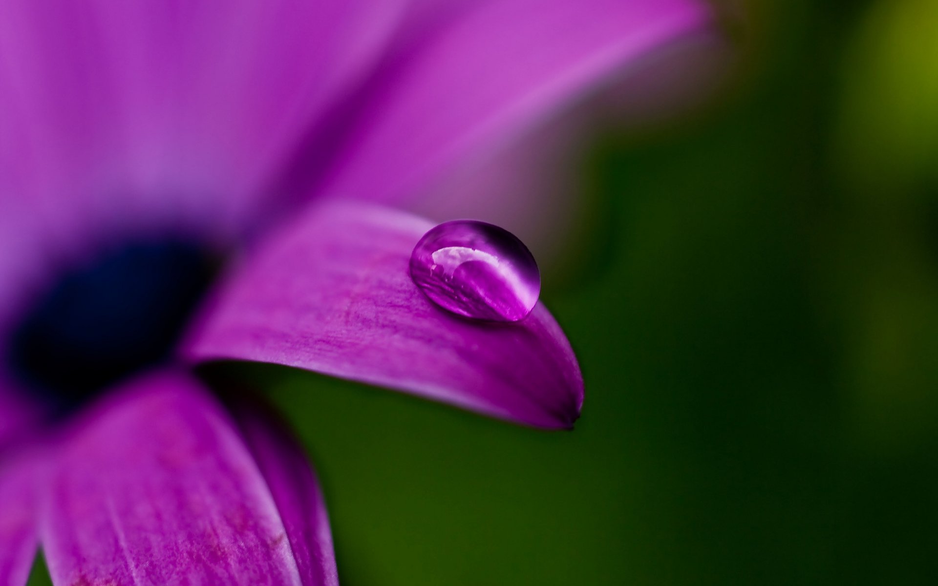 gota flores púrpura flor rocío macro malva