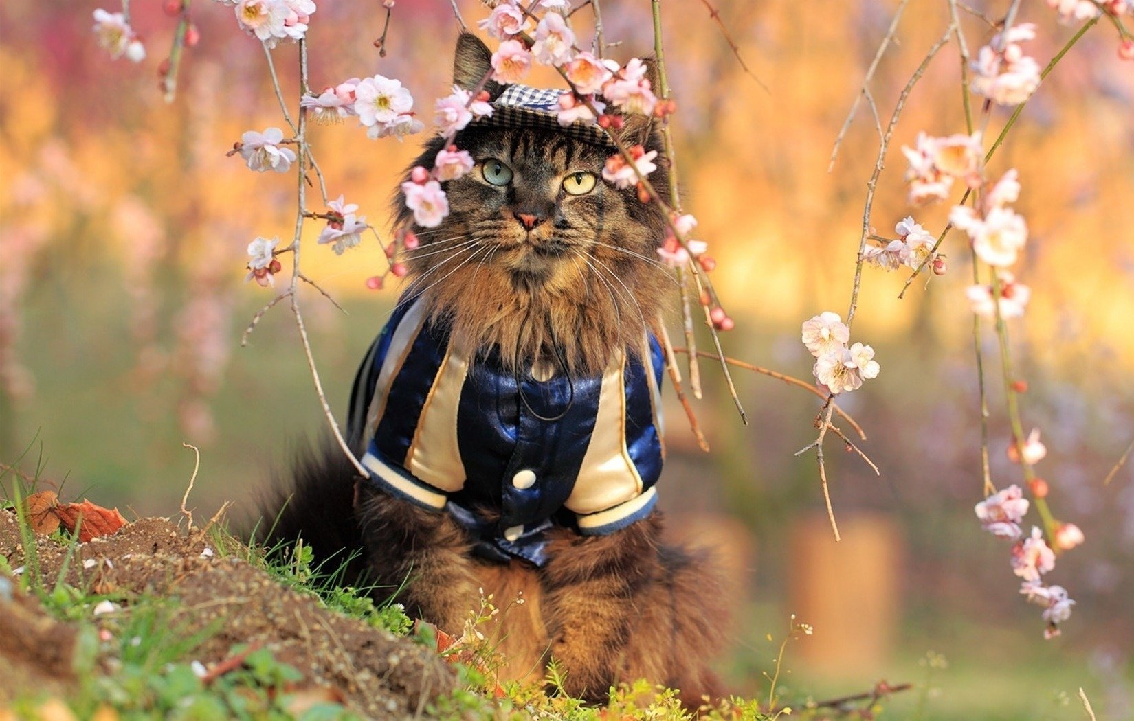 chat fleurs se reposent costume sakura nature clairière animaux regard yeux printemps félin