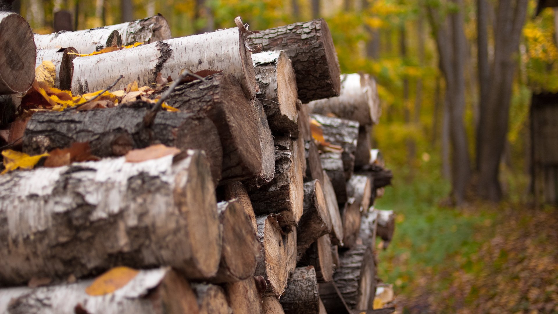 herbst natur brennholz land landschaft wald