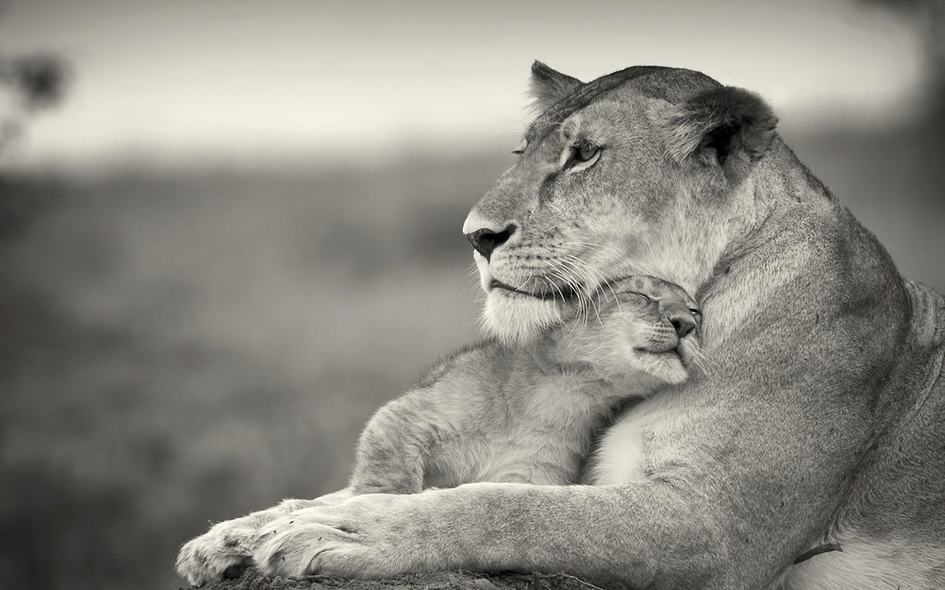 gatti leonessa sin amore cucciolo di leone donnola madre predatori animali felini