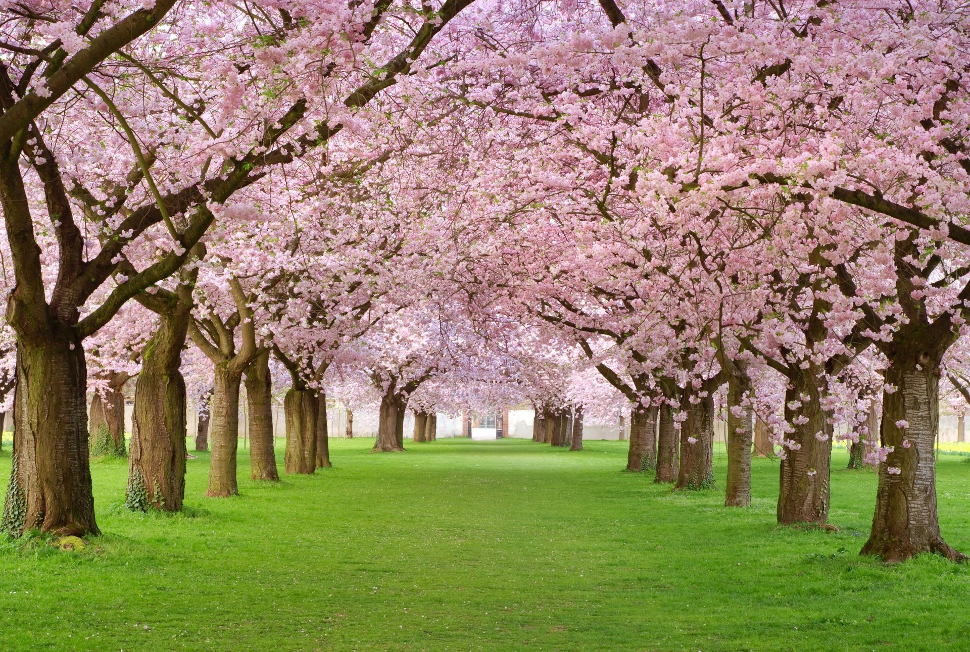 pring blossom różowy wiosna kwitnienie płatki aleja drzewa piękno las