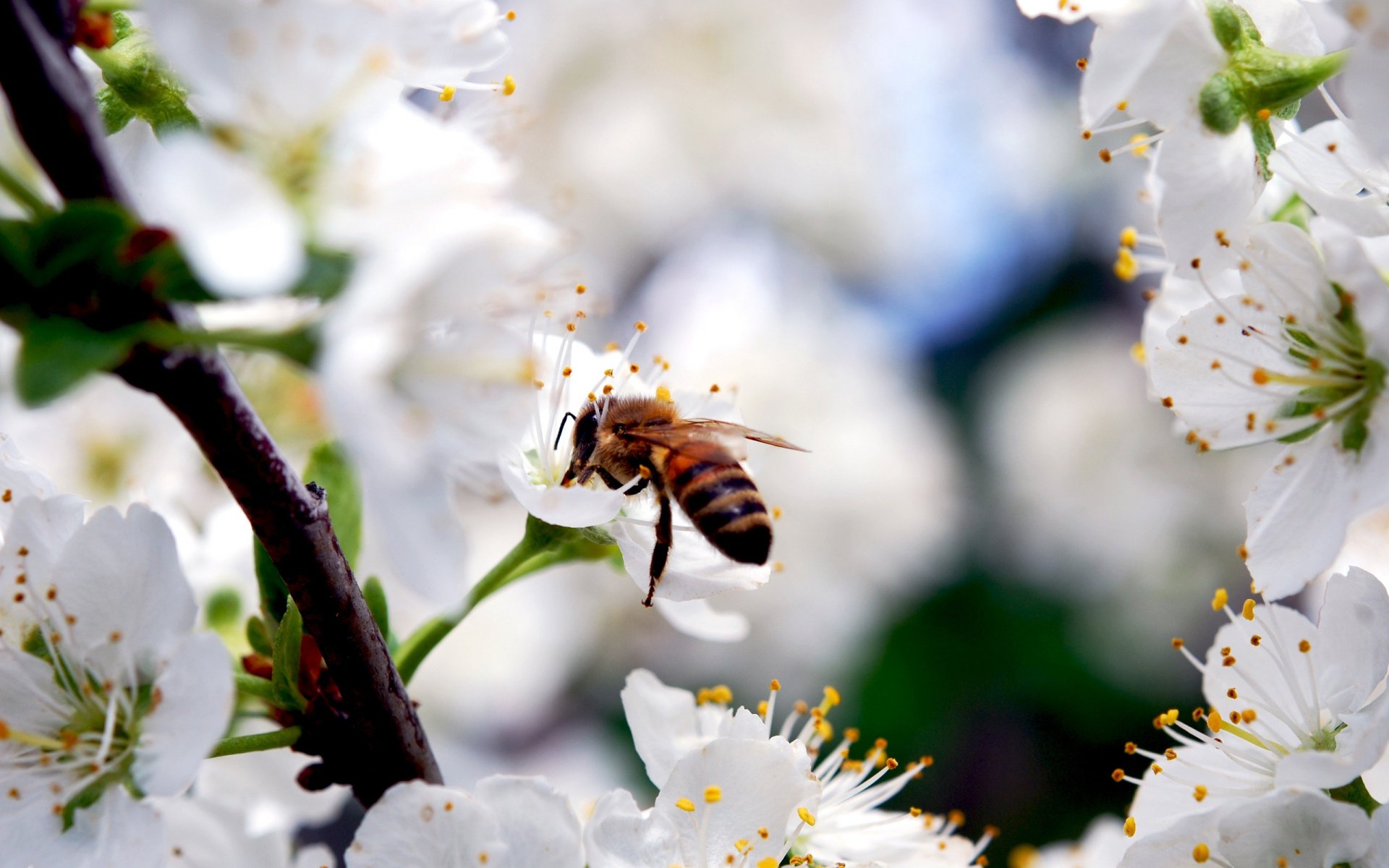 fleurs abeille cerise insecte branche printemps pétales blancs beauté nature floraison insectes animaux