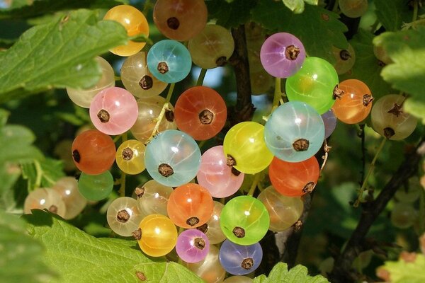 Baies de cassis multicolores