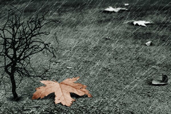 A fallen autumn leaf in the rain