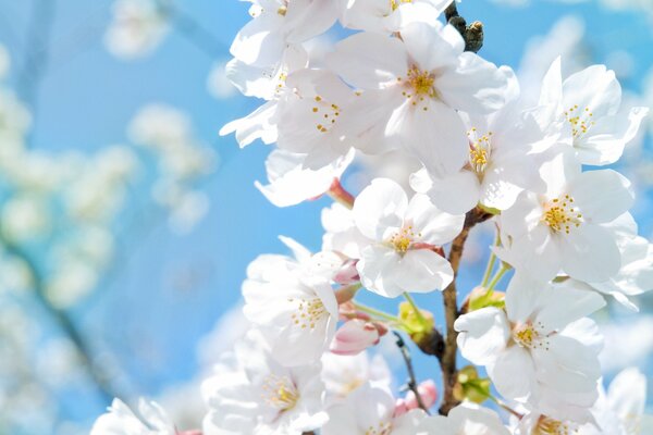 Macro de fleurs de pommier de printemps