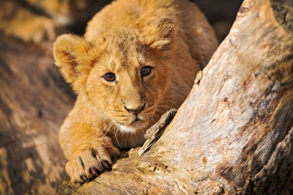 Baby lion cub is getting ready to jump