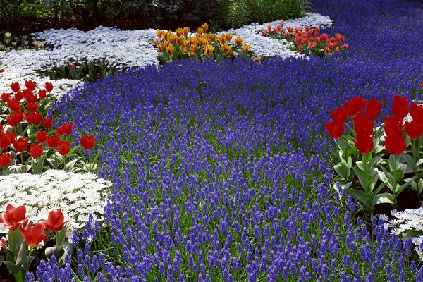 Tulpen und Narzissen zum Erwachen der Natur